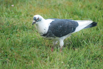 Close-up of seagull on grass