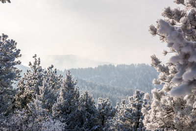 Trees on snow covered landscape against sky