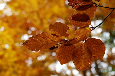 Close-up of autumnal leaves against blurred background