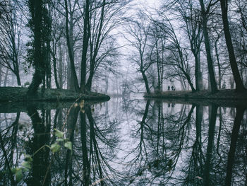 Reflection of trees in lake