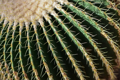 Close-up of cactus