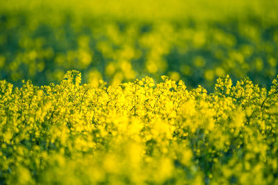 A beautiful yellow canola fields during springtime. blooming rapeseed fields in northern europe.