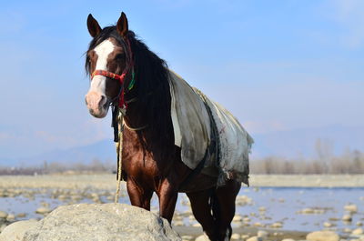 Close-up of horse standing on field against sky