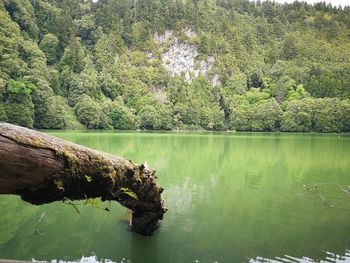Scenic view of lake by trees in forest