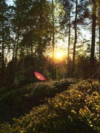 Sun shining through trees on field