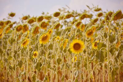 Close-up of yellow flowering plants on field