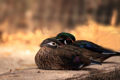 Sleeping pair of wood duck aix sponsa in bonita springs, florida