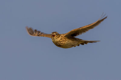 Low angle view of eagle flying in sky