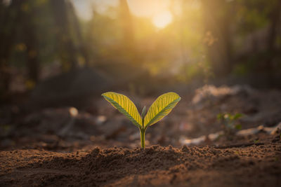 Close-up of plant growing on land