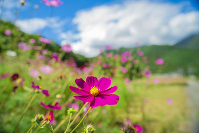 Autumn in japan. cosmos in full bloom.