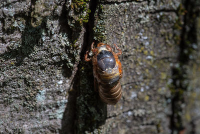 Close-up of snail on tree trunk