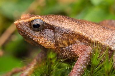 Close-up of lizard