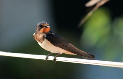 Close-up of bird on wall