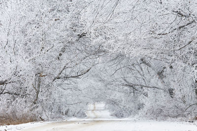 Willow and alder trees alley in frost. winter rural dirt road.  cold weather. belarus