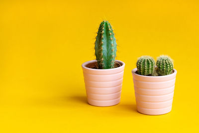 Close-up of potted plant against yellow background