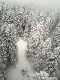 High angle view of snow covered trees