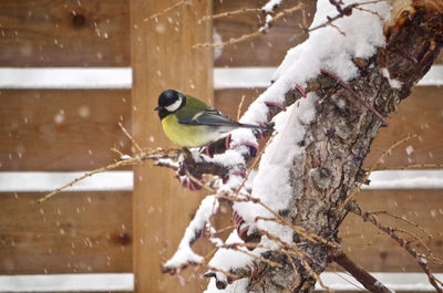 Bird perching on tree during winter