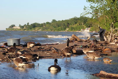 Ducks in a lake