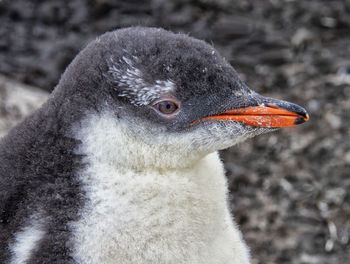 Gentoo Chick