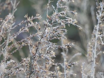 Close-up of snow on plant