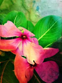 Close-up of pink flowers