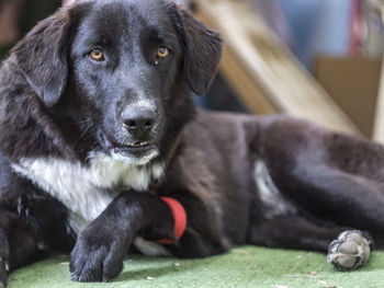 Close-up portrait of dog sitting