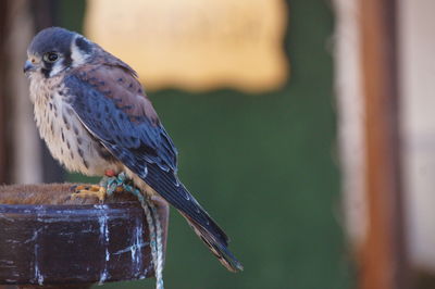 Close-up of bird perching on wood