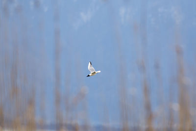 Seagull flying in sky