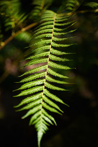 Close-up of fern leaves