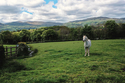 View of a horse on landscape