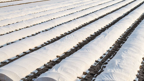 Farm potato plantation sheltered with spunbond spunlaid nonwoven agricultural fabric. 