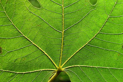 Full frame shot of green leaves