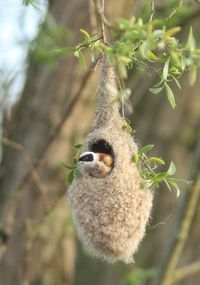 Close-up of eurasian penduline tit in nest hanging from twig