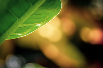 Close-up of plant leaves