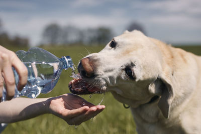 Dog drinking water from plastic bottle. pet owner takes care of his labrador during sunny day.