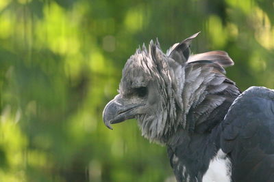 Close-up of a bird