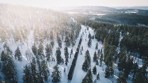 Aerial view of train going through forest