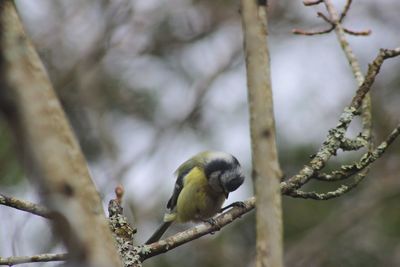 Close-up of bird perching on tree