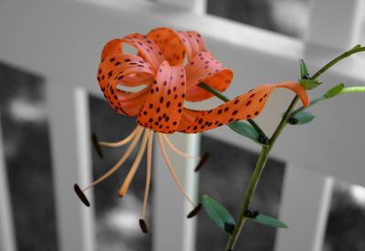 Close-up of tiger lily blooming by fence