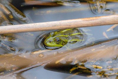 Close-up of frog in lake