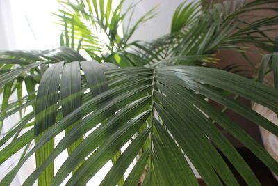 Close-up of palm leaves