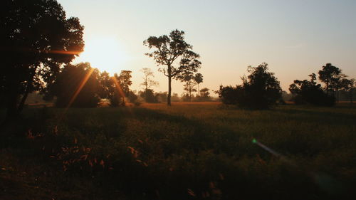 Silhouette trees on field against sky during sunset
