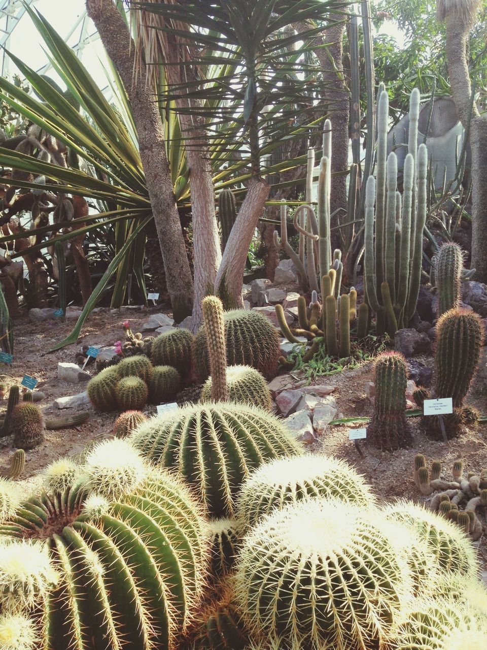 growth, palm tree, cactus, tree, plant, nature, tranquility, beauty in nature, tree trunk, sunlight, growing, day, tranquil scene, thorn, no people, outdoors, field, palm leaf, succulent plant, abundance