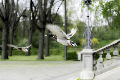 Side view of birds flying against trees