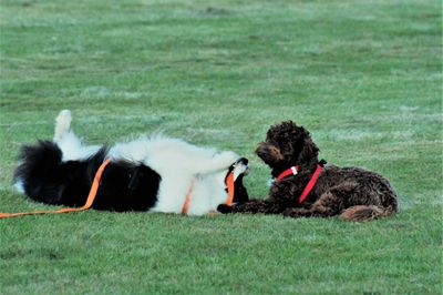 Rear view of dog relaxing on field