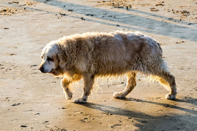 Side view of a dog walking on beach