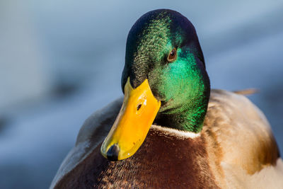 Male mallard or wild duck, anas platyrhynchos. close-up
