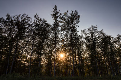 Low angle view of trees against sky during sunset