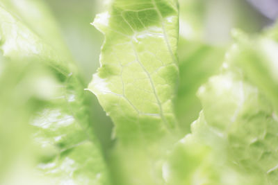 Close-up of green leaves