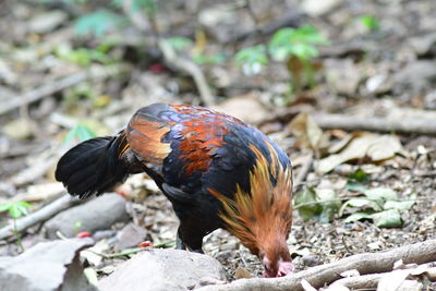 Close-up of rooster